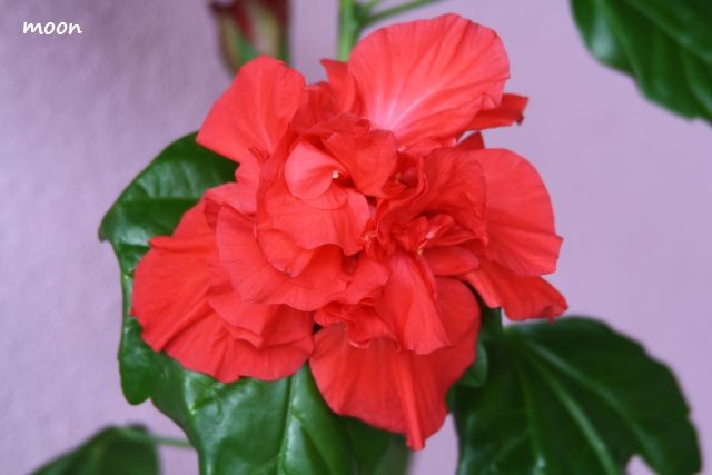 hibiskus